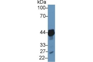 Detection of TACR2 in Porcine Heart lysate using Polyclonal Antibody to Tachykinin Receptor 2 (TACR2) (TACR2 anticorps  (AA 92-290))