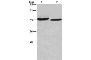 Western Blot analysis of SP20 cell and Mouse heart tissue using AMIGO2 Polyclonal Antibody at dilution of 1:615 (AMIGO2 anticorps)
