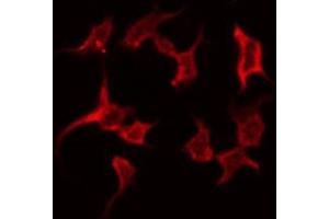 ABIN6268899 staining NIH-3T3 by IF/ICC. (Gastrin anticorps  (C-Term))