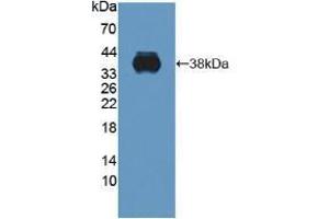 Western blot analysis of recombinant Human C1QTNF9. (C1QTNF9 anticorps  (AA 20-333))