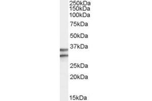 Western Blotting (WB) image for anti-G Protein-Coupled Receptor 3 (GPR3) (Internal Region) antibody (ABIN2466520) (GPR3 anticorps  (Internal Region))