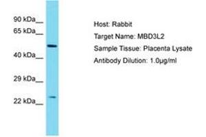 Image no. 1 for anti-Methyl-CpG Binding Domain Protein 3-Like 2 (MBD3L2) (AA 79-128) antibody (ABIN6750529) (MBD3L2 anticorps  (AA 79-128))
