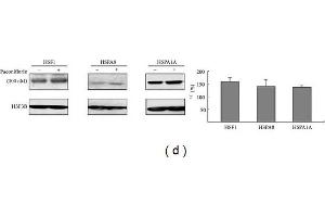 Enhancement of chaperone expression by paeoniflorin in 293 cells. (Histone H3.3B anticorps  (full length))