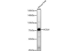 Western blot analysis of extracts of Mouse liver, using  antibody (ABIN6129864, ABIN6136458, ABIN6136459 and ABIN6222564) at 1:500 dilution. (ACSL4 anticorps  (AA 1-280))