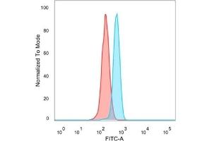 Flow cytometric analysis of PFA-fixed HeLa cells. (MEF2B anticorps)