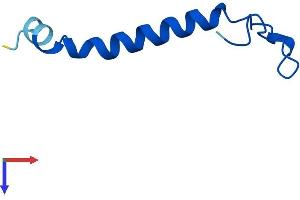 AlphaFold protein structure predicition of Human Recombinant NDUFB1 Protein, UniprotID O75438