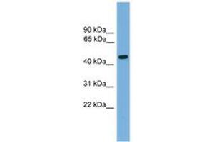 Image no. 1 for anti-Forkhead Box A2 (FOXA2) (AA 271-320) antibody (ABIN6744565) (FOXA2 anticorps  (AA 271-320))