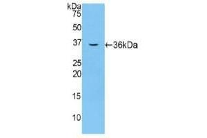 Detection of Recombinant F5, Mouse using Polyclonal Antibody to Coagulation Factor V (F5) (Coagulation Factor V anticorps  (AA 1863-2161))