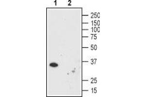 Western blot analysis using Mouse Anti-Human Orai1 (extracellular) Antibody (ABIN7043409 and ABIN7044554), (1:200): - 1. (ORAI1 anticorps  (Extracellular))