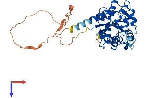 AlphaFold protein structure predicition of Mouse Recombinant Nmnat2 Protein, UniprotID Q8BNJ3