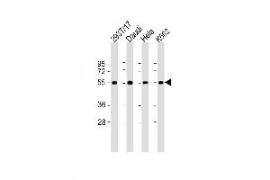 Western Blot at 1:2000 dilution Lane 1: 293T/17 whole cell lysate Lane 2: Daudi whole cell lysate Lane 3: Hela whole cell lysate Lane 4: K562 whole cell lysate Lysates/proteins at 20 ug per lane. (B7-H6 anticorps  (C-Term))