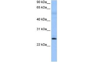 ROPN1B antibody used at 0.