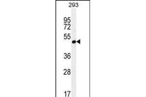 A4GALT Antibody (N-term) (ABIN654075 and ABIN2843970) western blot analysis in 293 cell line lysates (35 μg/lane). (A4GALT anticorps  (N-Term))