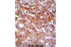 Immunohistochemistry (IHC) image for anti-Cytochrome P450, Family 1, Subfamily A, Polypeptide 2 (CYP1A2) antibody (ABIN2996139) (CYP1A2 anticorps)