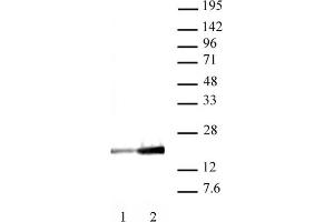 Histone H3K9ac antibody (mAb) (Clone 2G1F9) tested by Western blot. (Histone 3 anticorps  (H3K9ac))