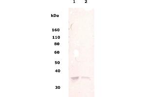 Image no. 1 for anti-Musashi Homolog 1 (Drosophila) (MSI1) (AA 5-21) antibody (ABIN1737150)