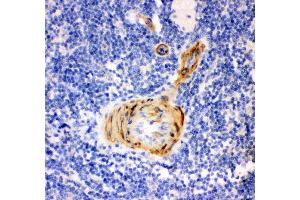 Anti- Gelsolin antibody, IHC(P) IHC(P): Rat Spleen Tissue