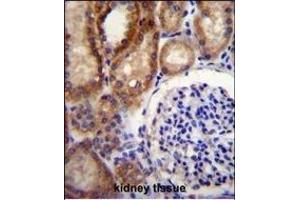 CLCN7 Antibody (C-term) (ABIN655808 and ABIN2845235) immunohistochemistry analysis in formalin fixed and paraffin embedded human kidney tissue followed by peroxidase conjugation of the secondary antibody and DAB staining. (CLCN7 anticorps  (C-Term))