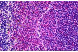 Rat Spleen: Formalin-Fixed, Paraffin-Embedded (FFPE)