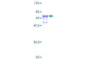 SDS-PAGE (SDS) image for Septin 1 (SEPT1) (AA 1-367) protein (GST tag) (ABIN1319529)