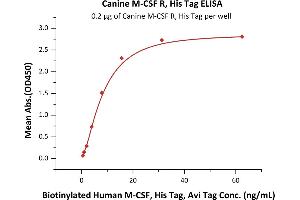 Immobilized Canine M-CSF R, His Tag (ABIN6731307,ABIN6809888) at 2 μg/mL (100 μL/well) can bind Biotinylated Human M-CSF, His Tag, Avi Tag (ABIN6386447,ABIN6388276) with a linear range of 1-16 ng/mL (QC tested).