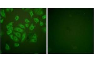 Immunofluorescence analysis of A549 cells, using Stefin A Antibody .