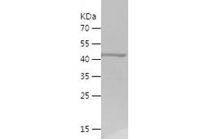 Western Blotting (WB) image for Tektin 3 (TEKT3) (AA 278-490) protein (His-IF2DI Tag) (ABIN7125333) (Tektin 3 Protein (TEKT3) (AA 278-490) (His-IF2DI Tag))
