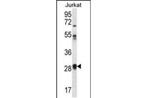 Western blot analysis in Jurkat cell line lysates (35ug/lane). (OR11L1 anticorps  (C-Term))