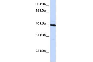 WB Suggested Anti-CEBPB Antibody Titration: 0. (CEBPB anticorps  (N-Term))