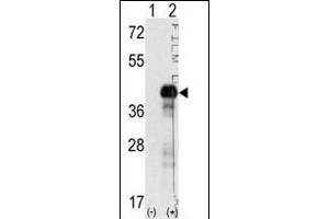Western blot analysis of SOX2 (arrow) using rabbit polyclonal SOX2 Antibody (N-term) (ABIN388797 and ABIN2839124). (SOX2 anticorps  (N-Term))