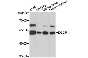 Western blot analysis of extracts of various cell lines, using DGCR14 antibody (ABIN6290316) at 1:3000 dilution.