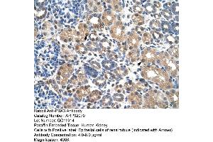 Human kidney (PBX3 anticorps  (N-Term))