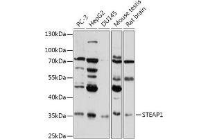 Western blot analysis of extracts of various cell lines, using STE antibody (ABIN7270331) at 1:1000 dilution. (STEAP1 anticorps  (AA 1-80))