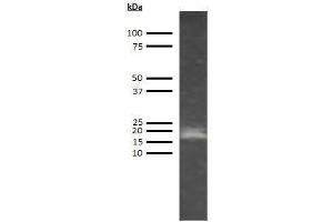 Western Blotting (WB) image for anti-Adiponectin (ADIPOQ) antibody (Biotin) (ABIN612807) (ADIPOQ anticorps  (Biotin))