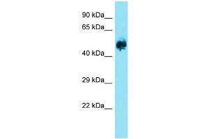 Host: Rabbit  Target Name: Eif2b3  Sample Tissue: Rat Brain lysates  Antibody Dilution: 1.