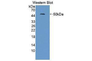 Western blot analysis of the recombinant protein. (NR1H2 anticorps  (AA 1-446))