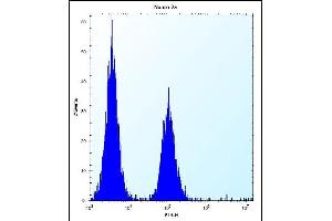 hGCN5 Antibody (C-term) (ABIN656132 and ABIN2845472) flow cytometric analysis of Neuro-2a cells (right histogram) compared to a negative control cell (left histogram).