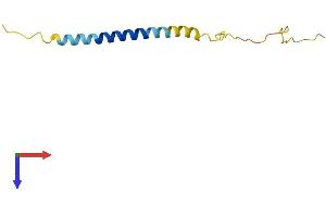 AlphaFold protein structure predicition of Mouse Recombinant Lst1 Protein, UniprotID O08843