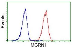 Image no. 1 for anti-Mahogunin, Ring Finger 1 (MGRN1) antibody (ABIN1499457) (Mahogunin RING Finger Protein 1 anticorps)