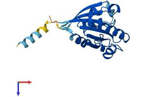AlphaFold protein structure predicition of Human Recombinant ARL8A Protein, UniprotID Q96BM9