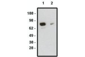Image no. 1 for anti-Smoothened Homolog (Drosophila) (SMO) antibody (ABIN793703) (SMO anticorps)