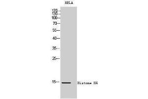 Western Blotting (WB) image for anti-Histone H4 (Lys317) antibody (ABIN3180097) (Histone H4 anticorps  (Lys317))