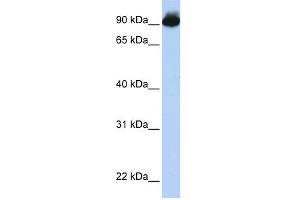 ELMO3 antibody used at 1 ug/ml to detect target protein. (ELMO3 anticorps  (Middle Region))
