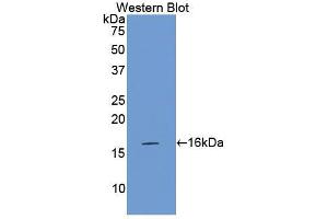 WB of Protein Standard: different control antibodies against Highly purified E.