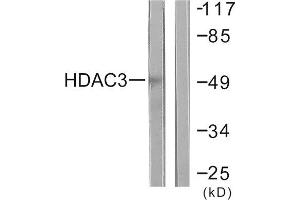 Western Blotting (WB) image for anti-Histone Deacetylase 3 (HDAC3) (C-Term) antibody (ABIN1848598) (HDAC3 anticorps  (C-Term))
