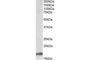 AP23698PU-N Galanin Antibody staining of Human Cerebellum lysate at 1 µg/ml (35µg protein in RIPA buffer). (Galanin anticorps  (Internal Region))