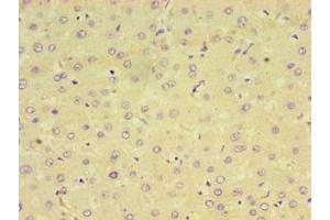 Immunohistochemistry of paraffin-embedded human liver tissue using ABIN7164598 at dilution of 1:100 (CPVL anticorps  (AA 23-476))