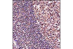 TCF3 Antibody (C-term) (ABIN657912 and ABIN2846860) immunohistochemistry analysis in formalin fixed and paraffin embedded human tonsil tissue followed by peroxidase conjugation of the secondary antibody and DAB staining. (TCF3 anticorps  (C-Term))