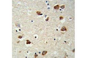 IHC analysis of FFPE mouse brain tissue stained with RPS6KB2 antibody