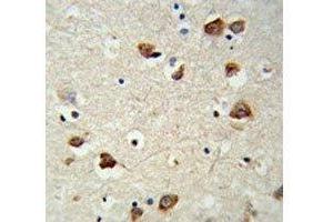 IHC analysis of FFPE mouse brain tissue stained with RPS6KB2 antibody (RPS6KB2 anticorps)